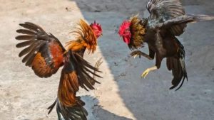 Regular cockfighting - Secrets to improving the skills and physical fitness of your fighting rooster.