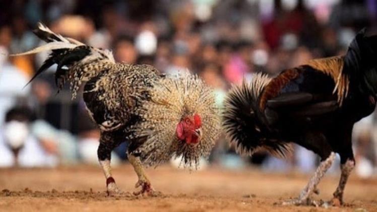 Regular cockfighting - Secrets to improving the skills and physical fitness of your fighting rooster. 2 Regular cockfighting - Secrets to improving the skills and physical fitness of your fighting rooster.